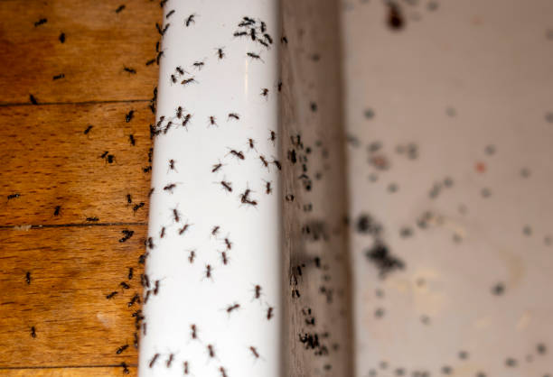 Best Pest Control Near Me  in Waltham, MA