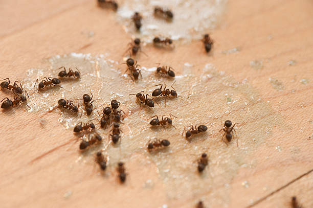 Trusted Waltham, MA Pest Control Experts